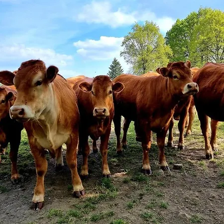 Petite Maison Normande Vakantiehuis Bellou-en-Houlme
