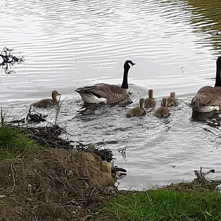 Vakantiehuis Petite Maison Normande *