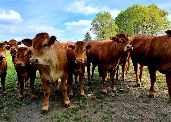 Petite Maison Normande Dom wakacyjny Bellou-en-Houlme
